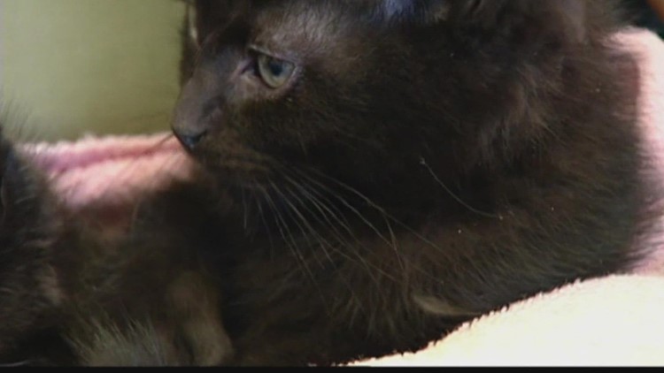 $5 cat adoptions at Best Friend Animal Society in Atlanta