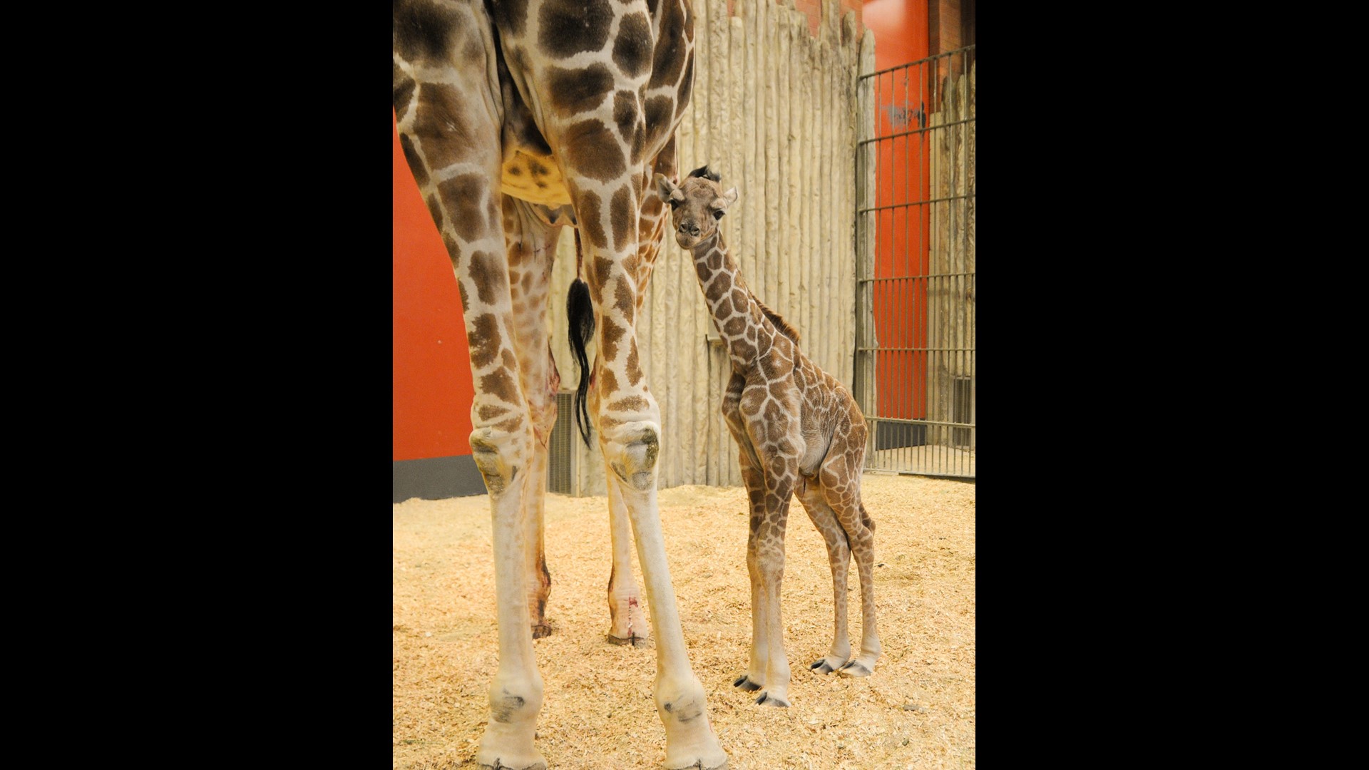 Almost 2 years after giraffe death, mom gives birth again at Dallas Zoo ...