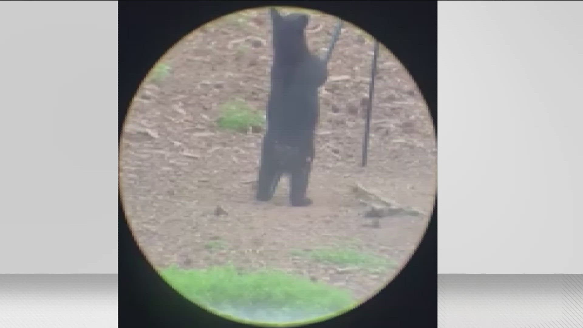 A family in Forsyth County is picking up the pieces in their backyard after a black bear hung out there overnight.