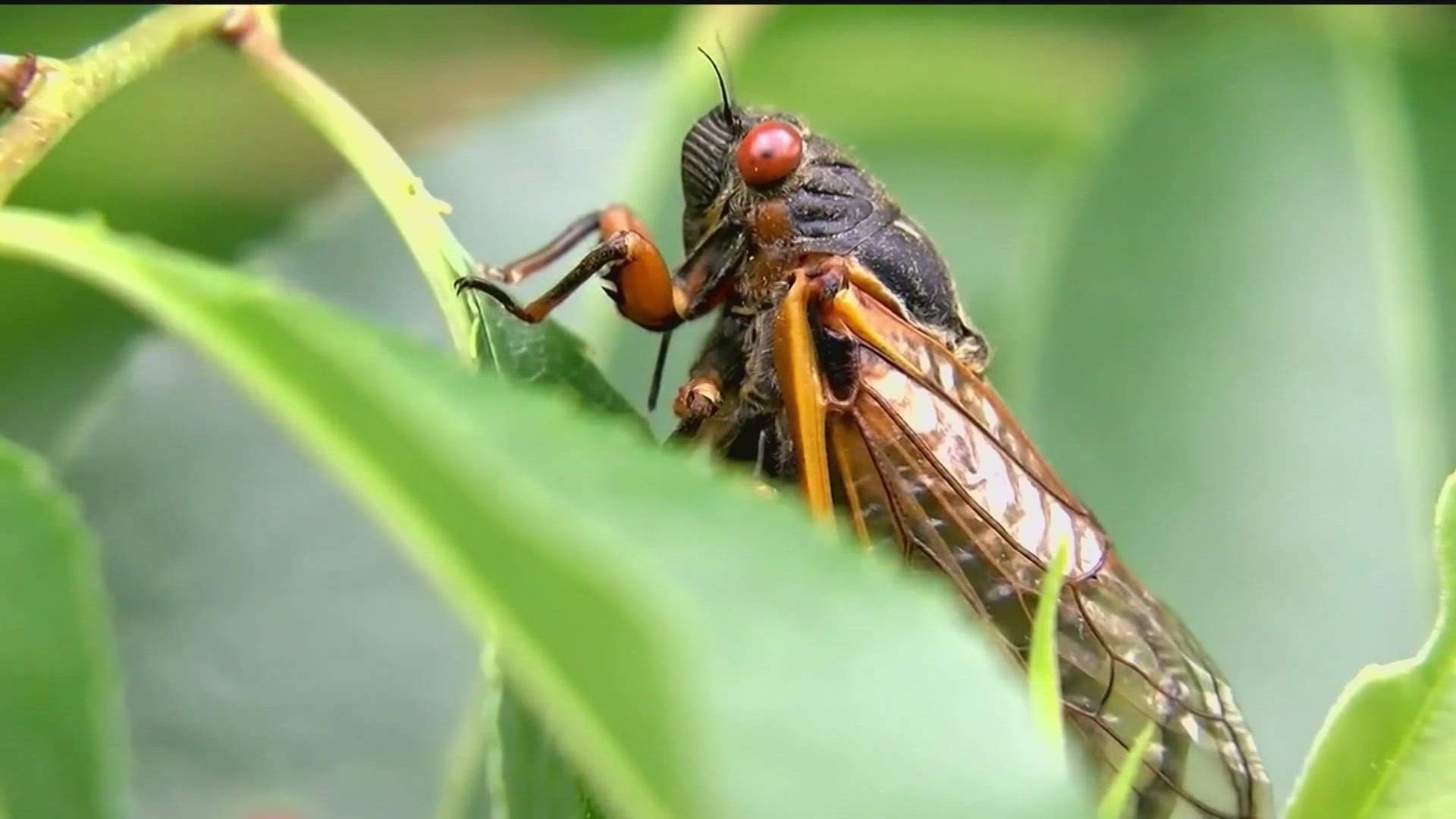 11Alive goes on a cicada safari with a top Georgia entomologist for an update on their life cycle.