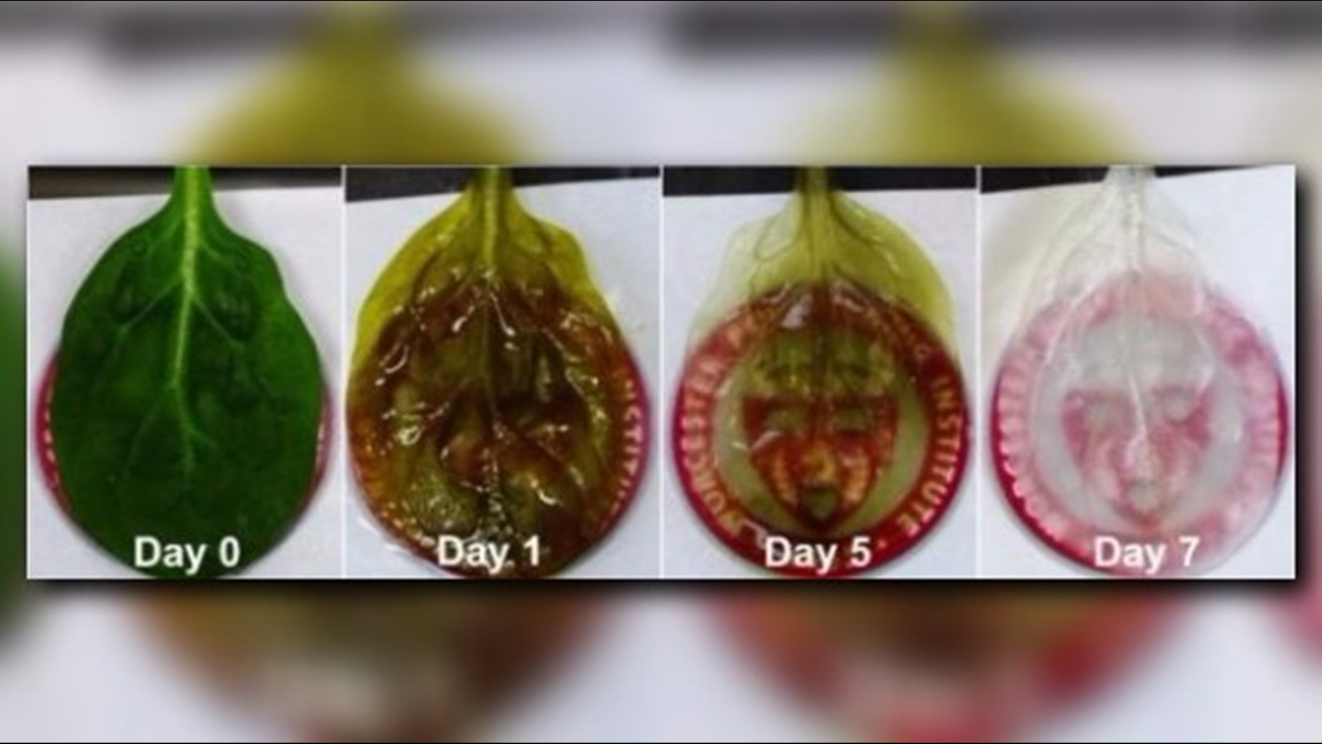 Health Researchers grow heart tissue on spinach leaves
