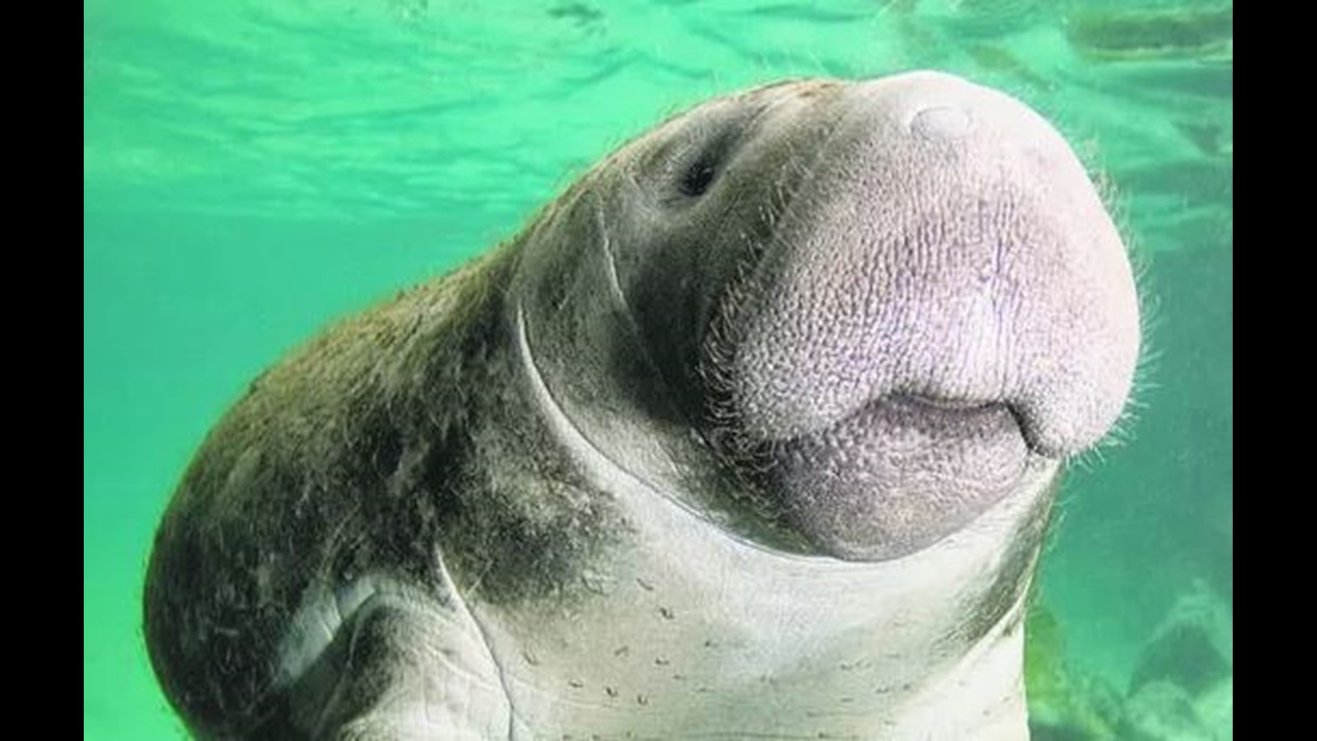 Manatees removed from federal endangered list | 11alive.com