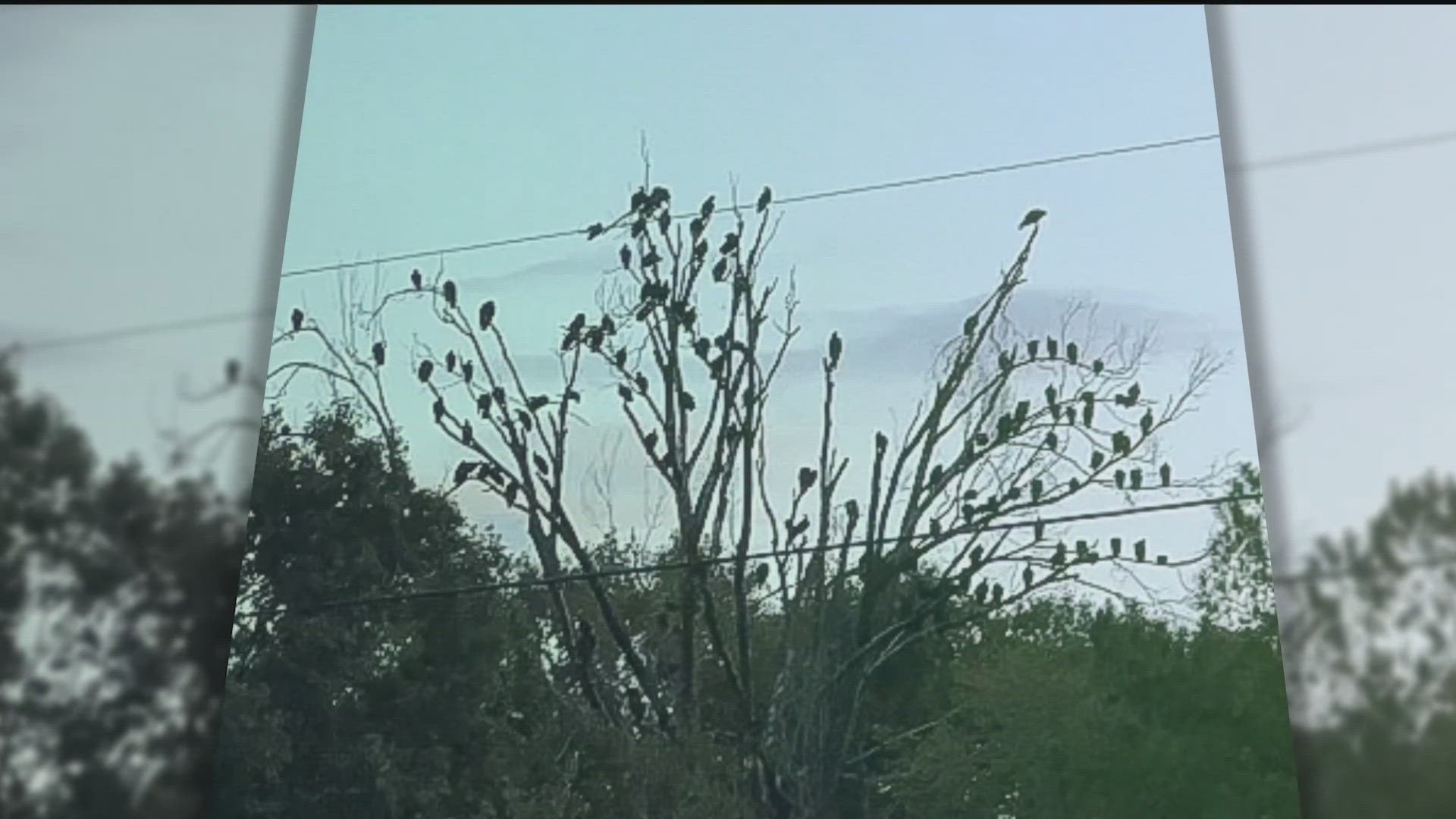 The problems are piling up with vultures now roosting on nearby homes.