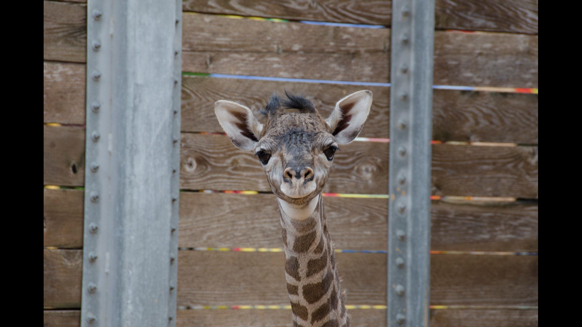Almost 2 years after giraffe death, mom gives birth again at Dallas Zoo ...
