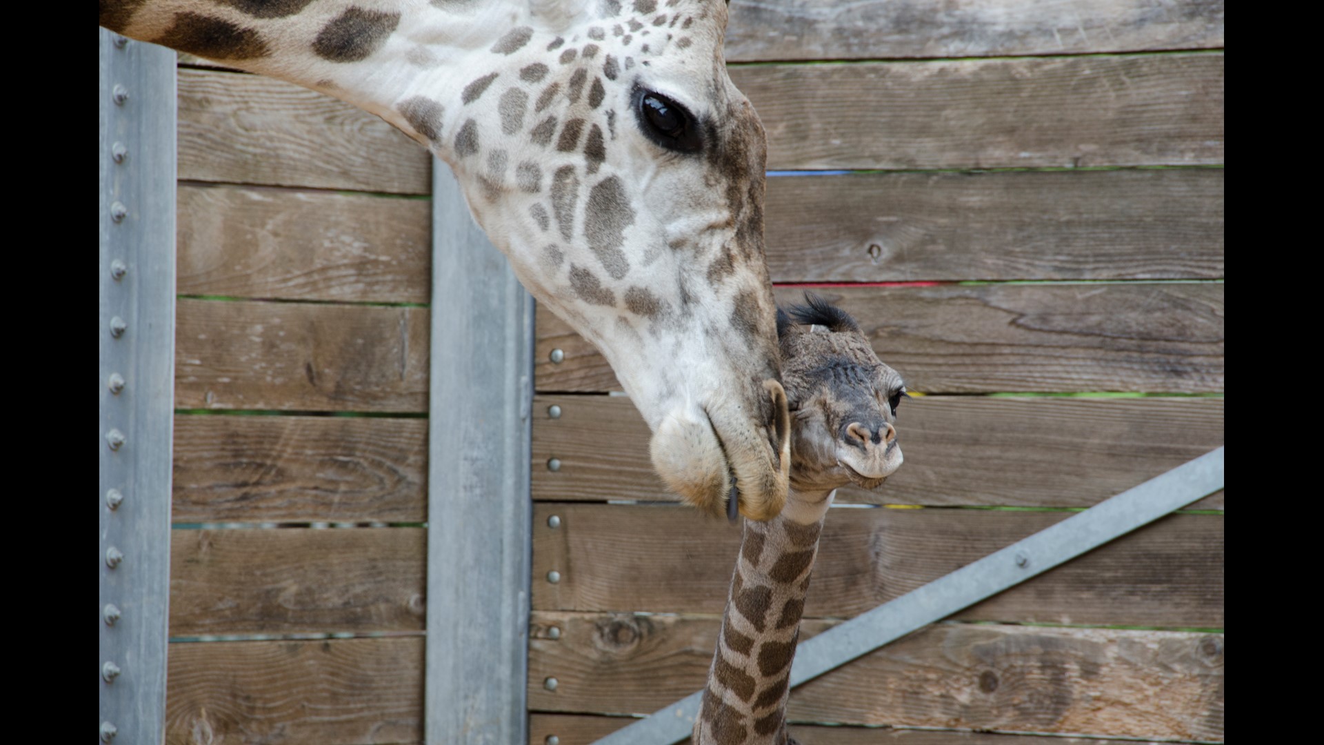 Almost 2 years after giraffe death, mom gives birth again at Dallas Zoo ...