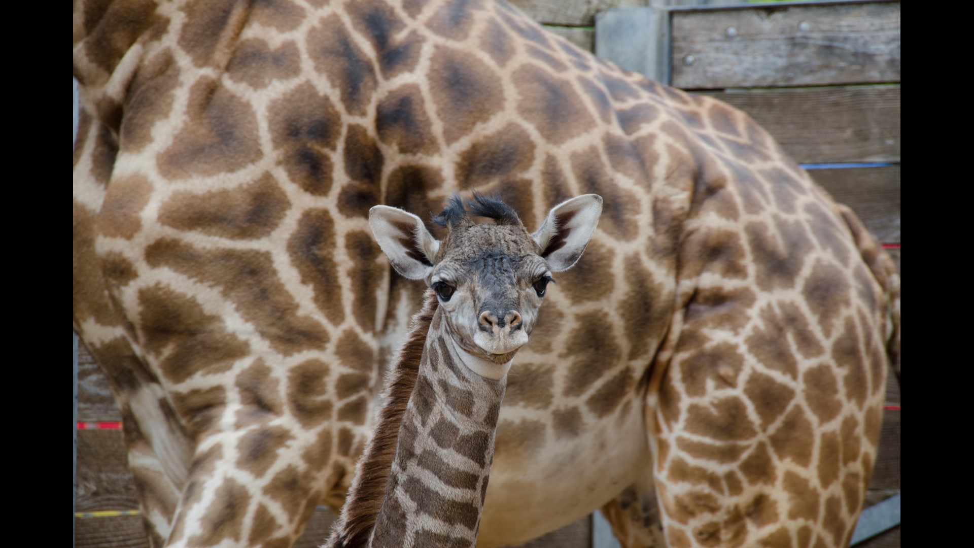 Almost 2 years after giraffe death, mom gives birth again at Dallas Zoo ...