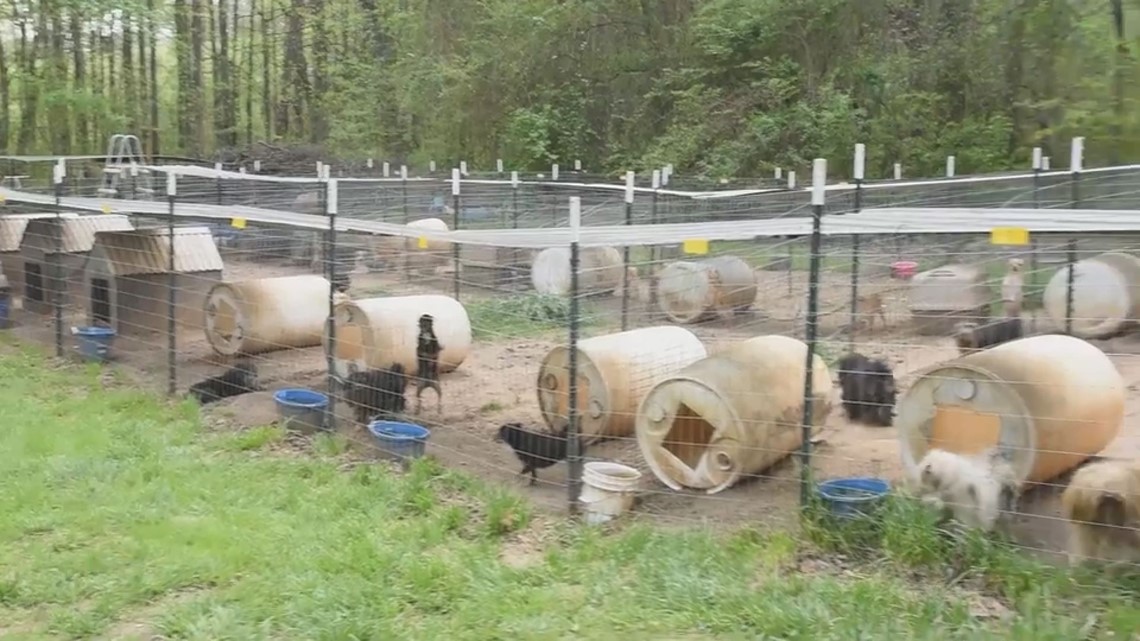 Puppy Mill Bust In North Georgia Uncovers Hundreds Of Animals In ...