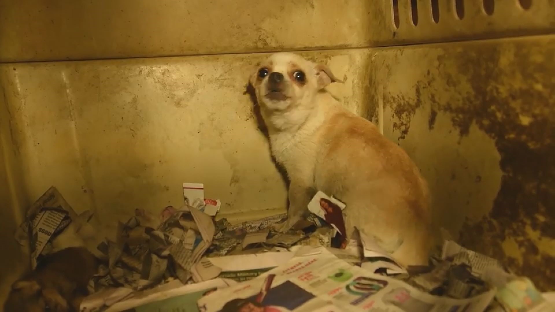 Puppy Mill Bust In North Georgia Uncovers Hundreds Of Animals In ...