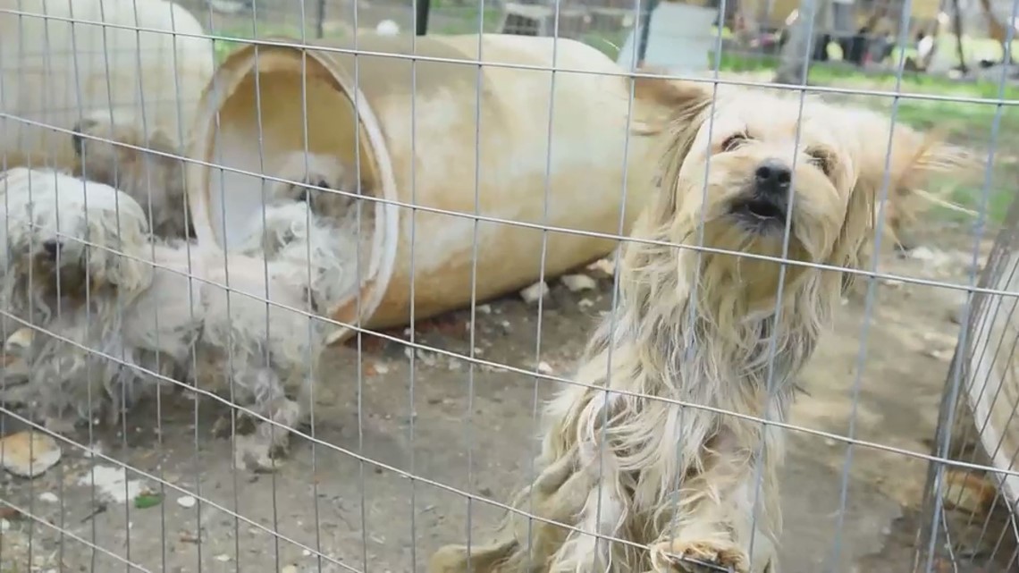 Puppy Mill Bust In North Georgia Uncovers Hundreds Of Animals In ...