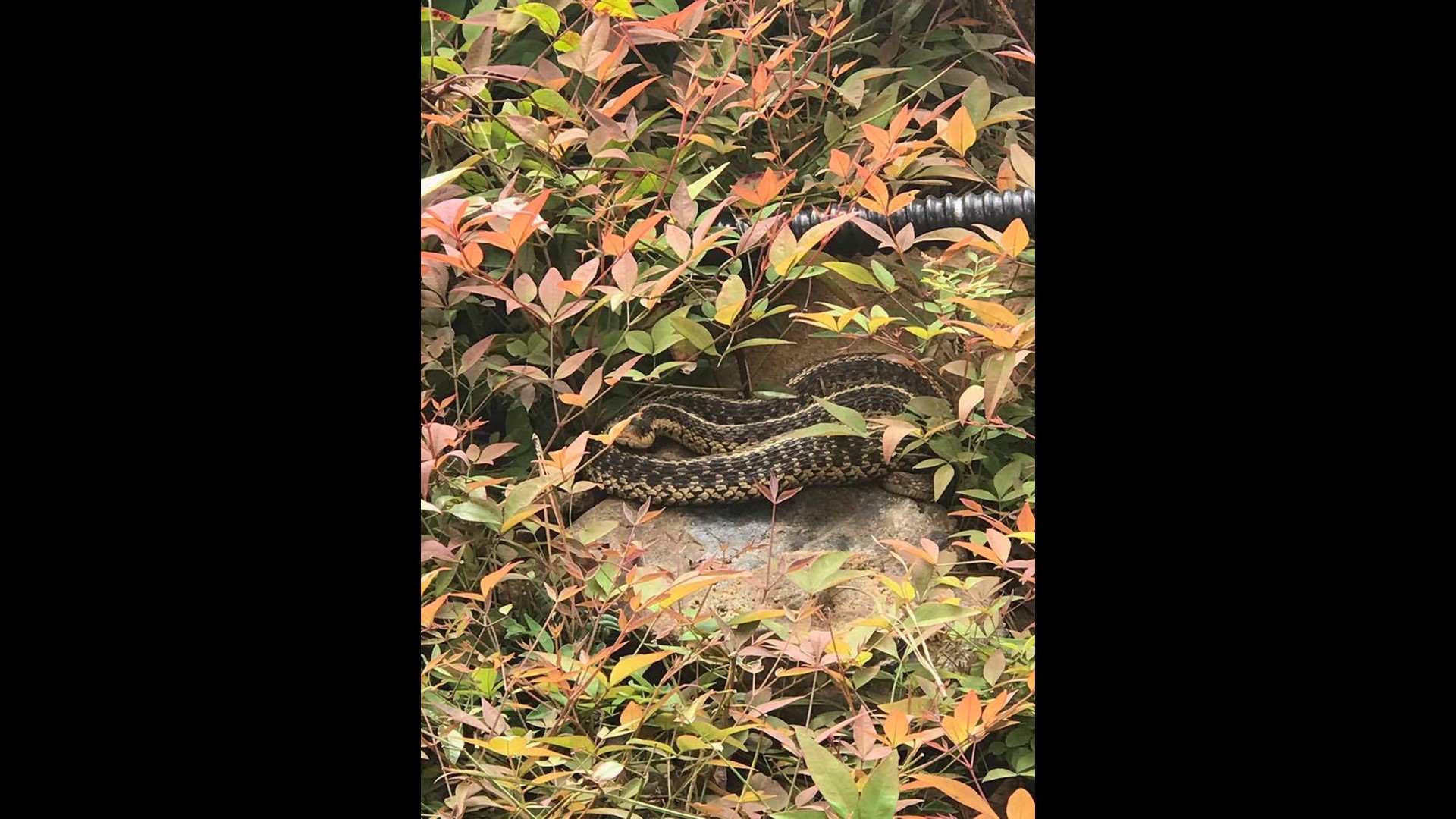 Giant Water Moccasin Nabbed In Florida | 11alive.com