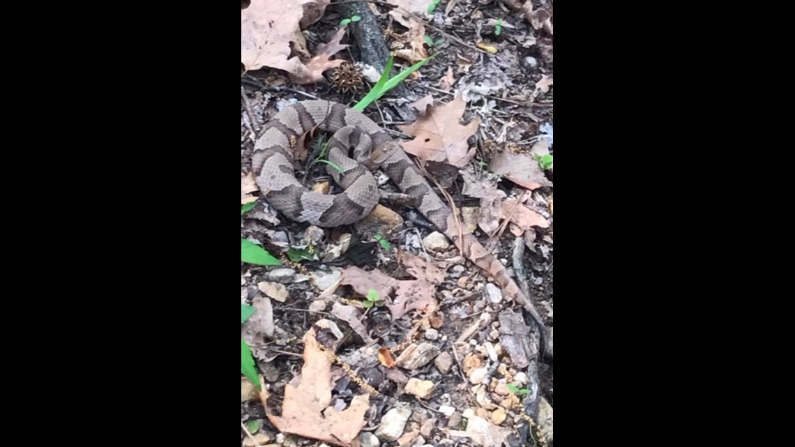 Copperheads are moving in Here's how to protect yourself