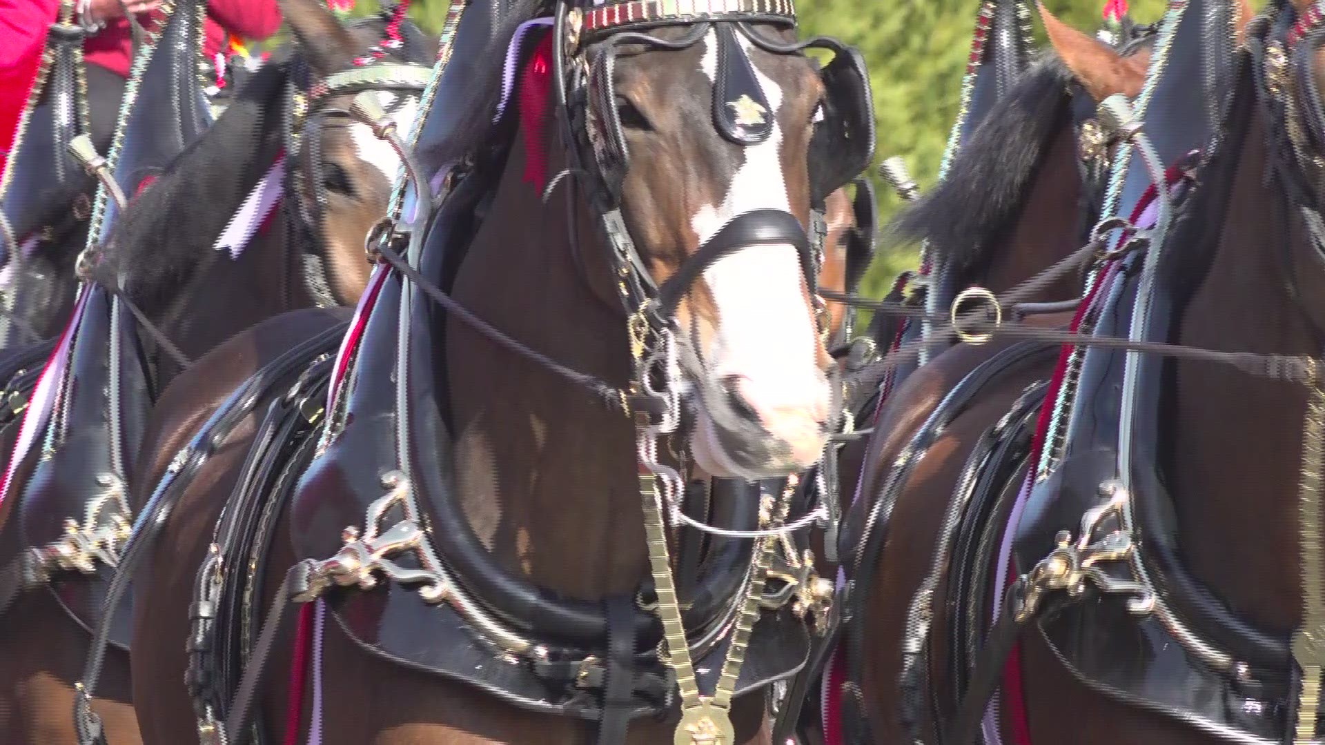The Budweiser mascots are making their way to the big game, stopping to see their fans at spots around  the Atlanta metro area.