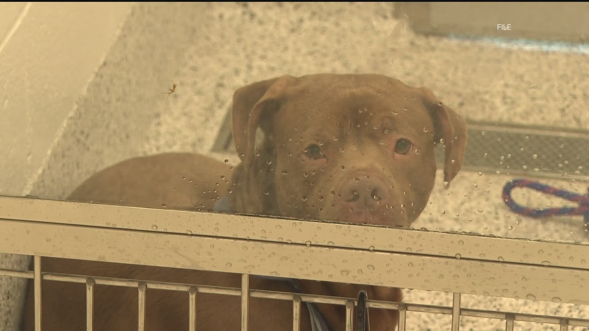 ​Fulton County plans to suspend its animal control services with the City of Atlanta at 5 p.m. Friday because an  intergovernmental agreement has not been signed.