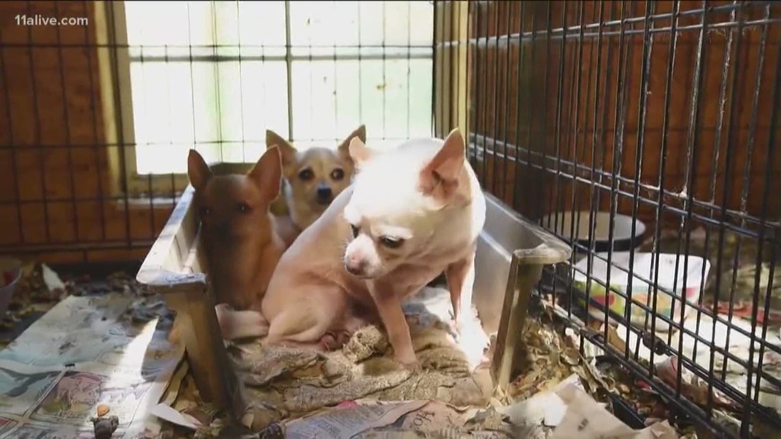 Why Do Puppy Mill Owners Face Little To No Jail Time 11alive Com