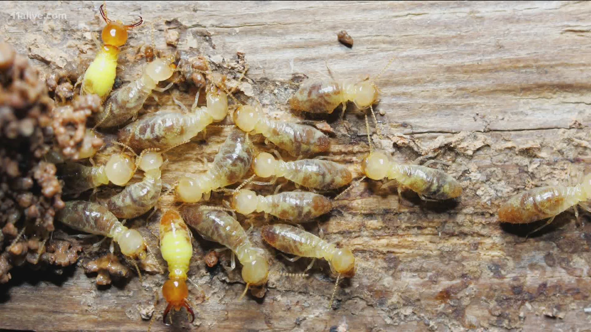 Termites look like eat wood for nutrients