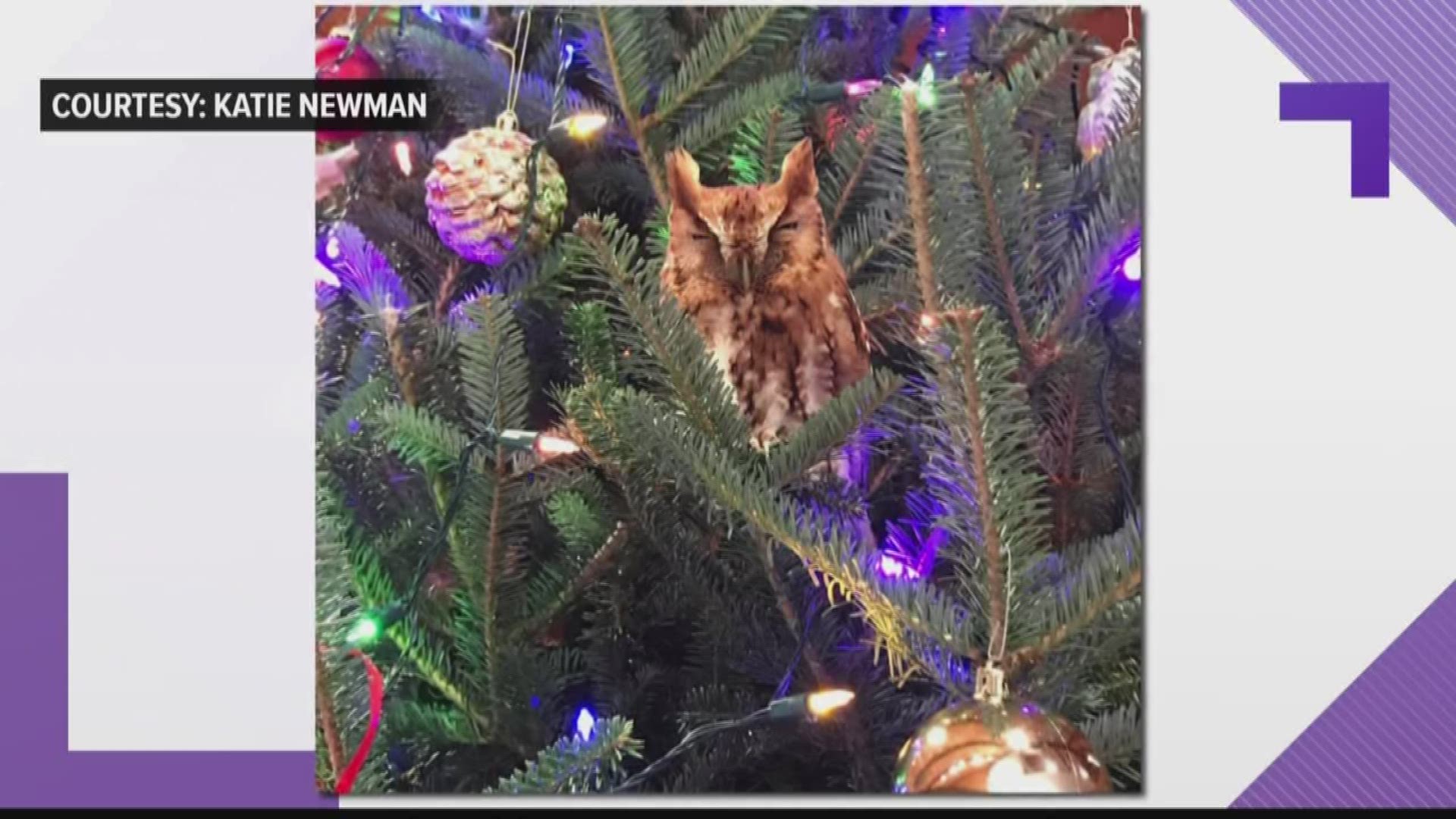 The family thought the owl was an ornament until the little animal turned its head.