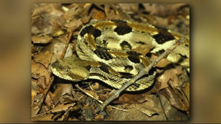 Photos: Venomous Snakes In Missouri 