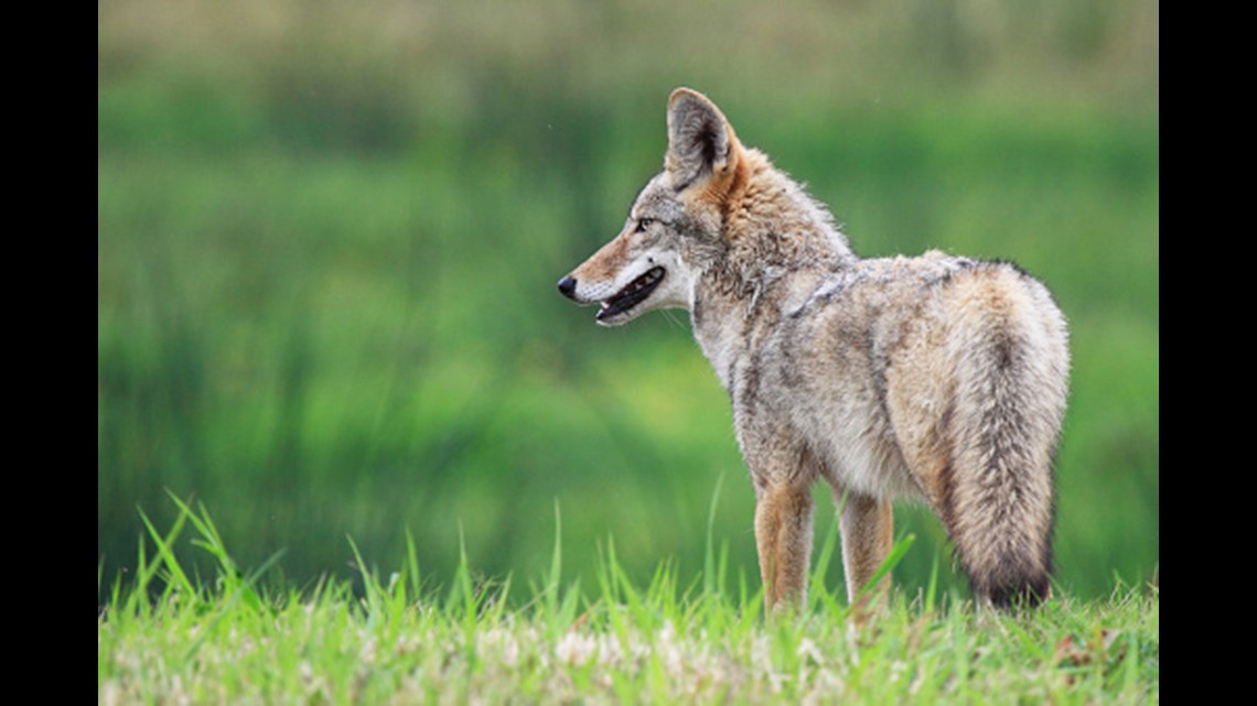 Coyote sightings on the rise since day light saving time ended