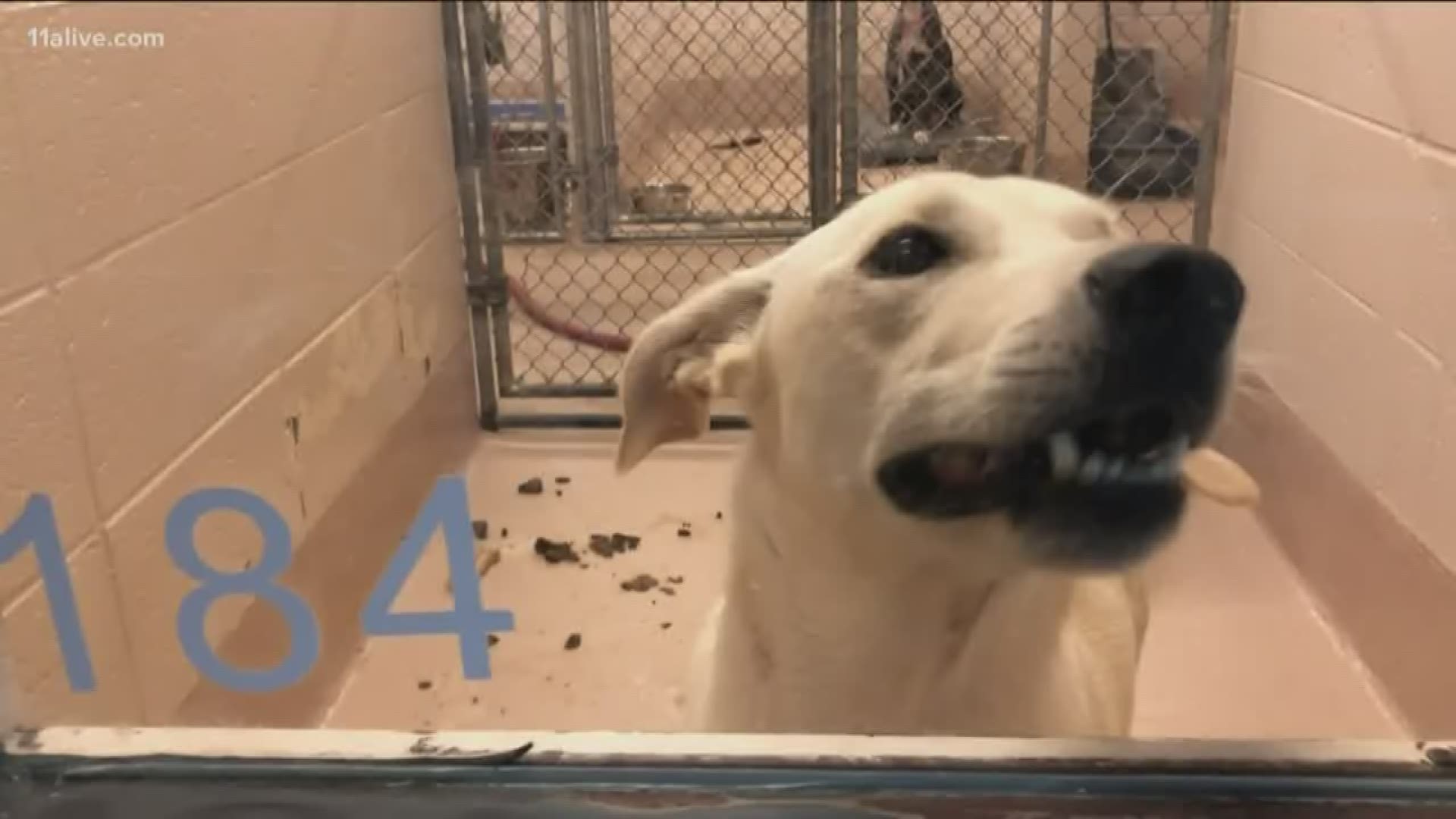 The Gwinnett County Animals Shelter is helping Chatham County with animal care in the event of evacuations from coastal areas of Georgia ahead of Hurricane Dorian.