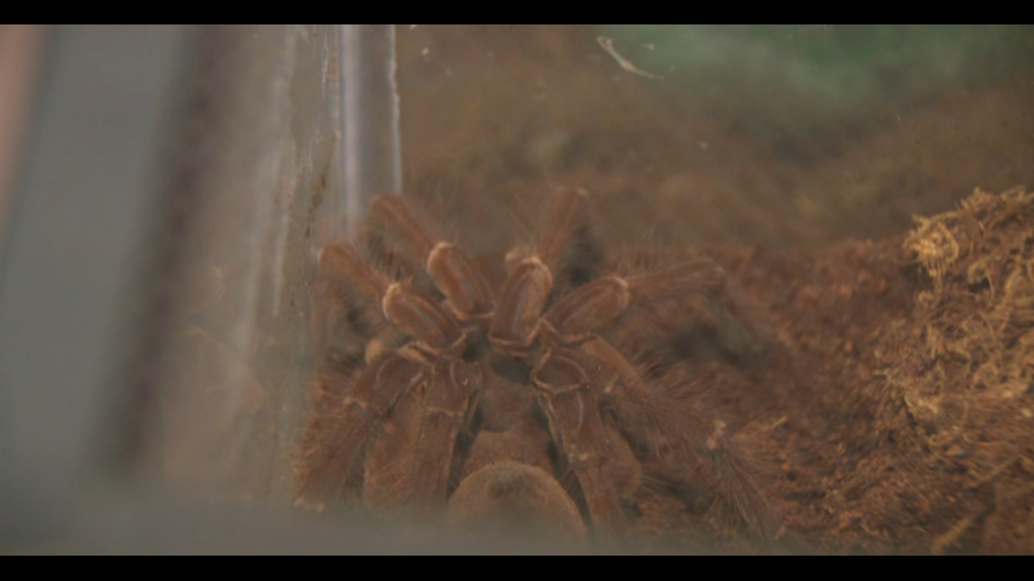 Houston apartment filled with tarantulas and scorpions