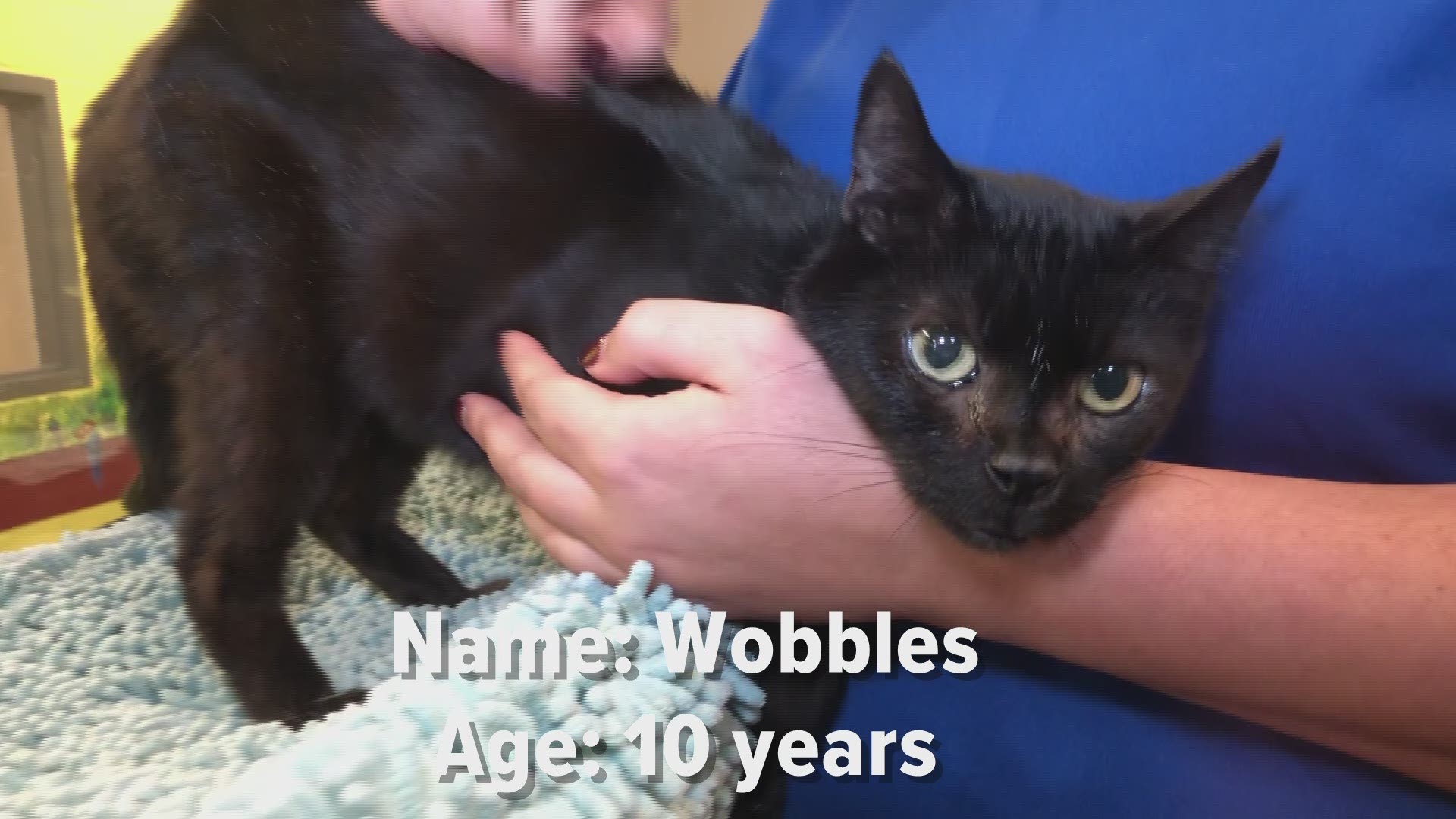 Video of Gwinnett Animal Shelter's pets of the week: Wobbles & Peanut