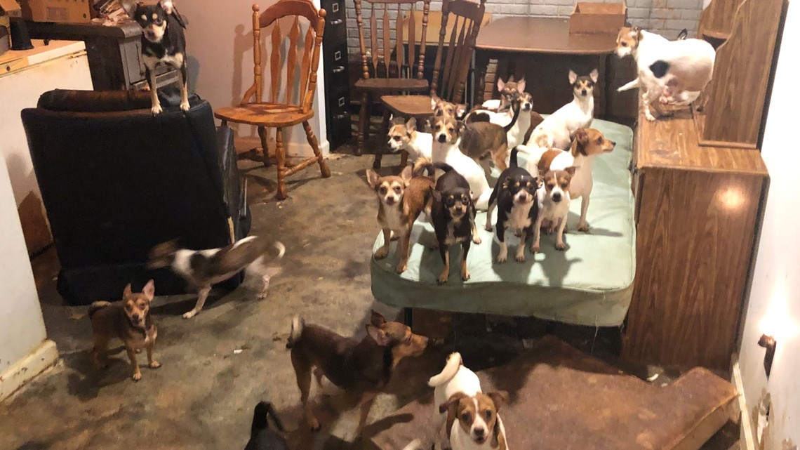 181 Chihuahuas Rescued Noah S Ark Animal Sanctuary Georgia 11alive Com