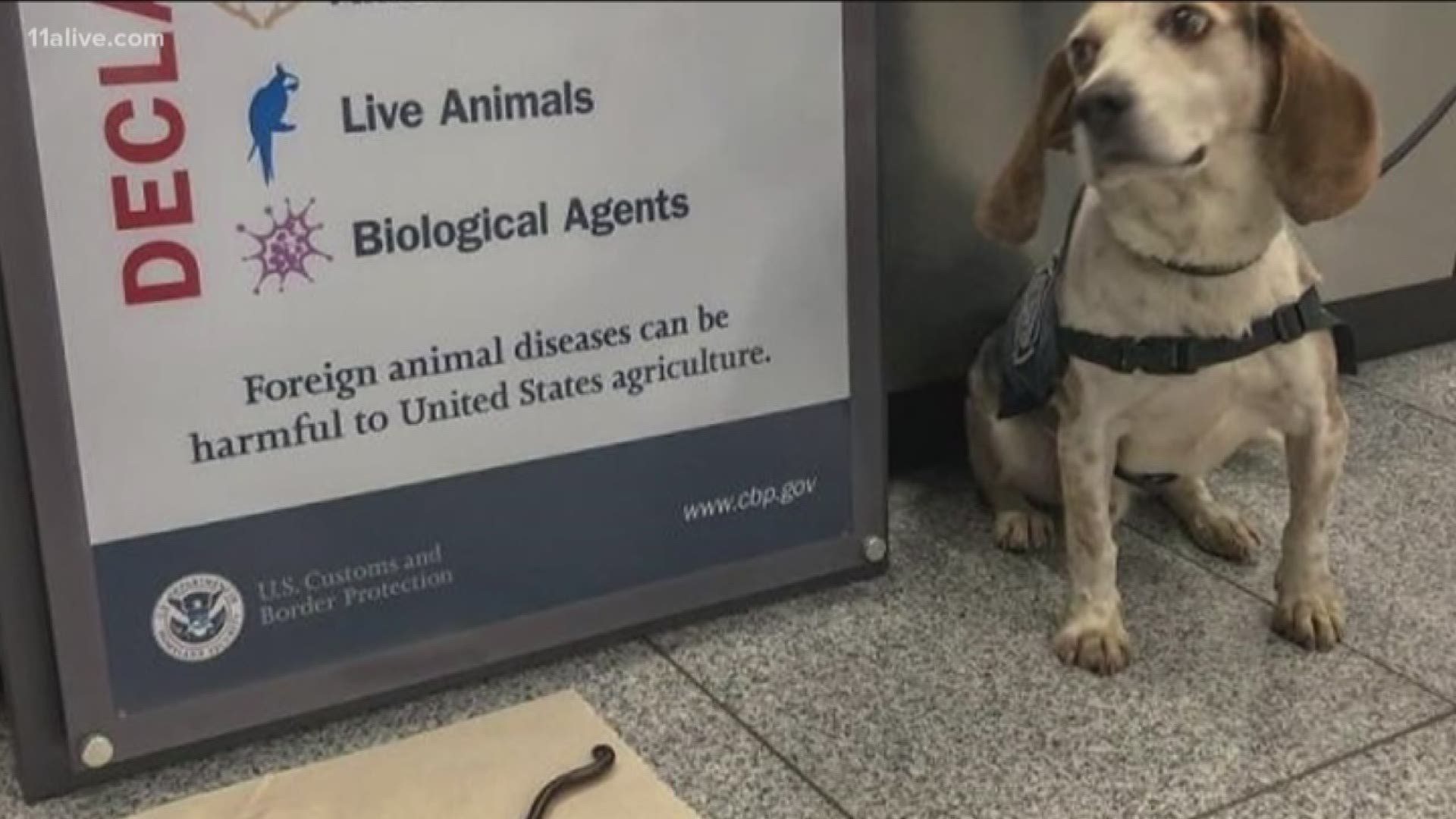 Regal the beagle alerted agents to a six-inch long Giant African millipede that made it's way into a couples' suitcase at Hartsfield-Jackson Airport.