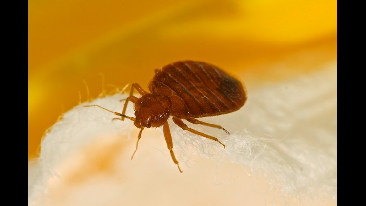 Infestation Terminix Says Atlanta Bedbug Problem Among Worst In Nation