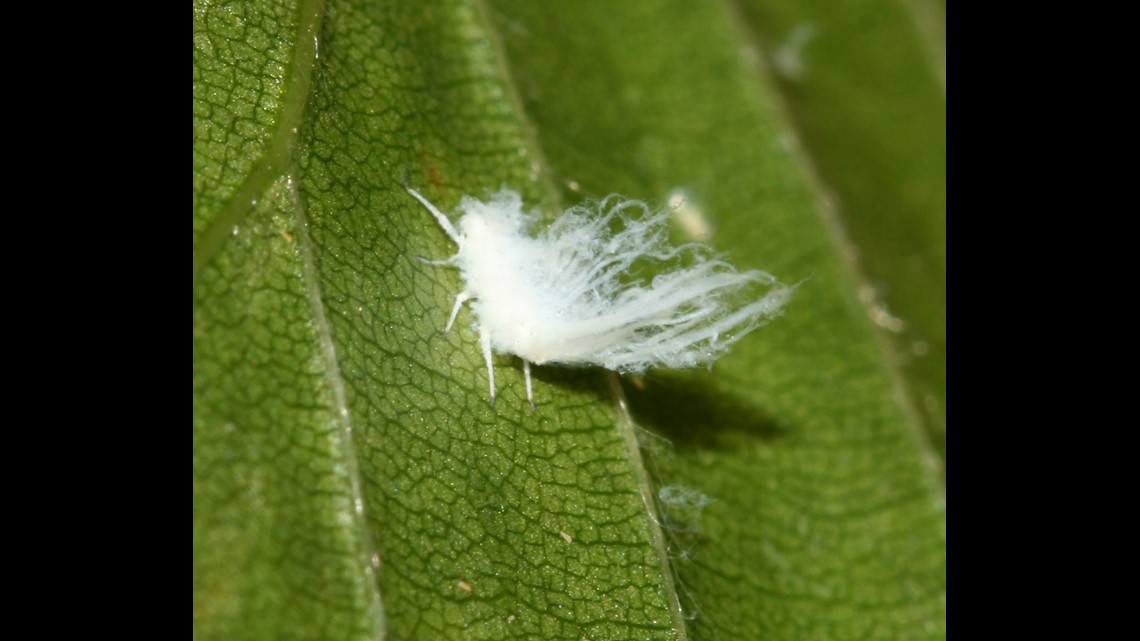 What Are Those Tiny White Bugs