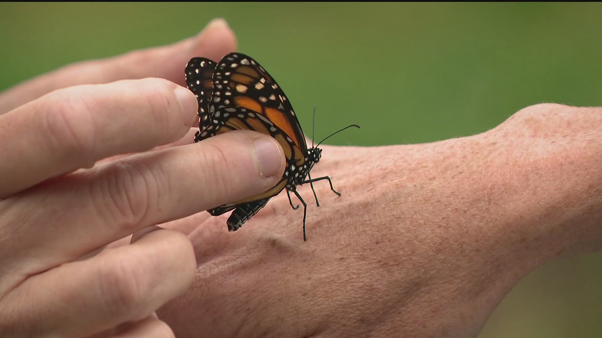 The US Fish and Wildlife Service has proposed listing the butterfly as a threatened species under the Endangered Species Act.