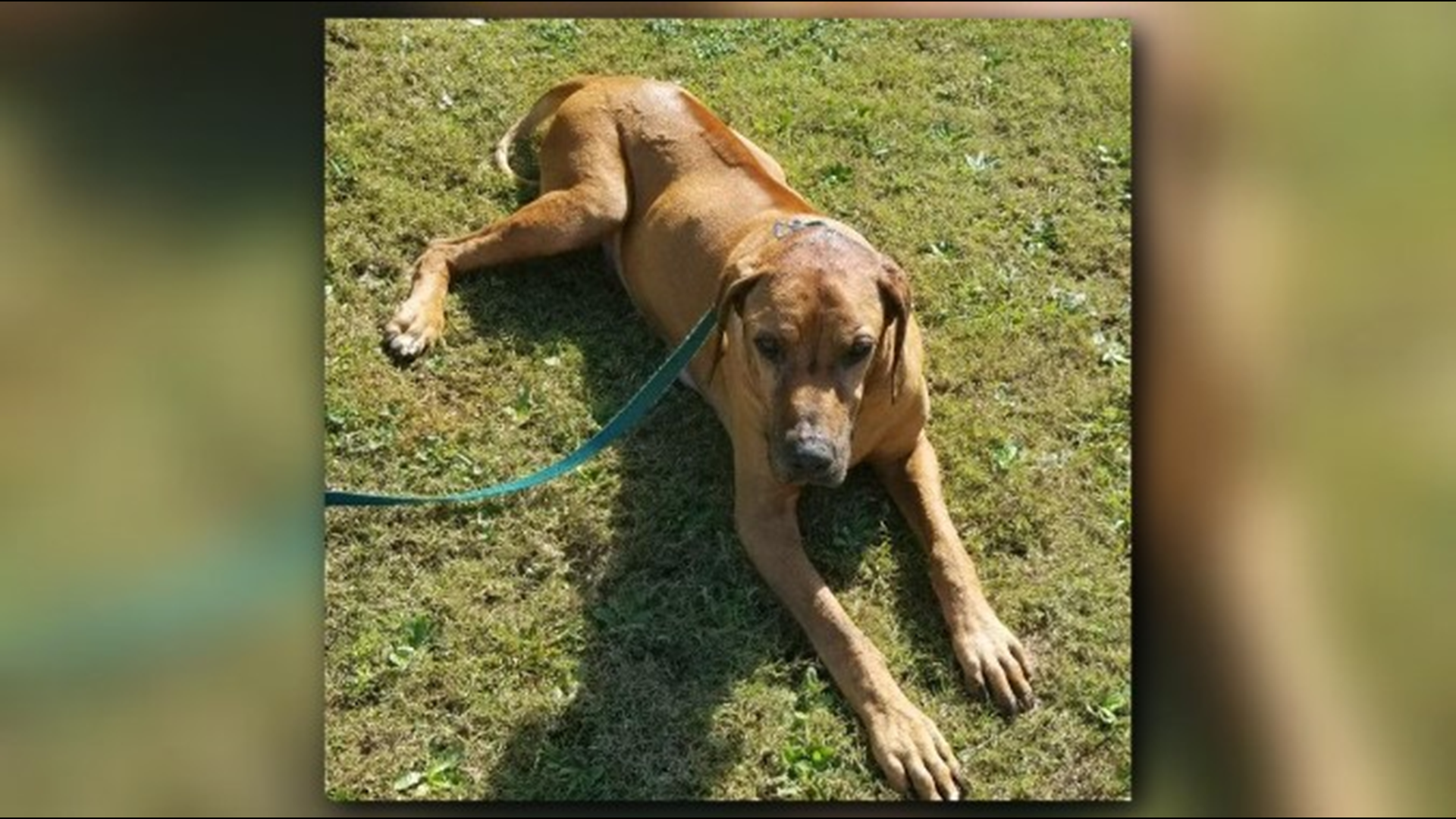 Dog dies after being dumped from stolen car at gas station | 11alive.com