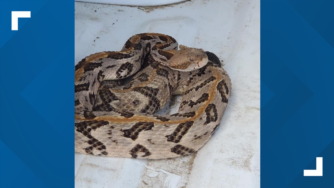 Polk County deputy removes deadly rattlesnake from group of kids ...