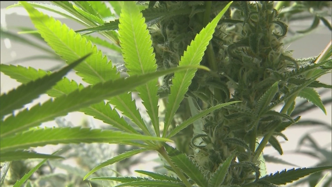 What easing marijuana restrictions could mean in Georgia - Vimarsana News
