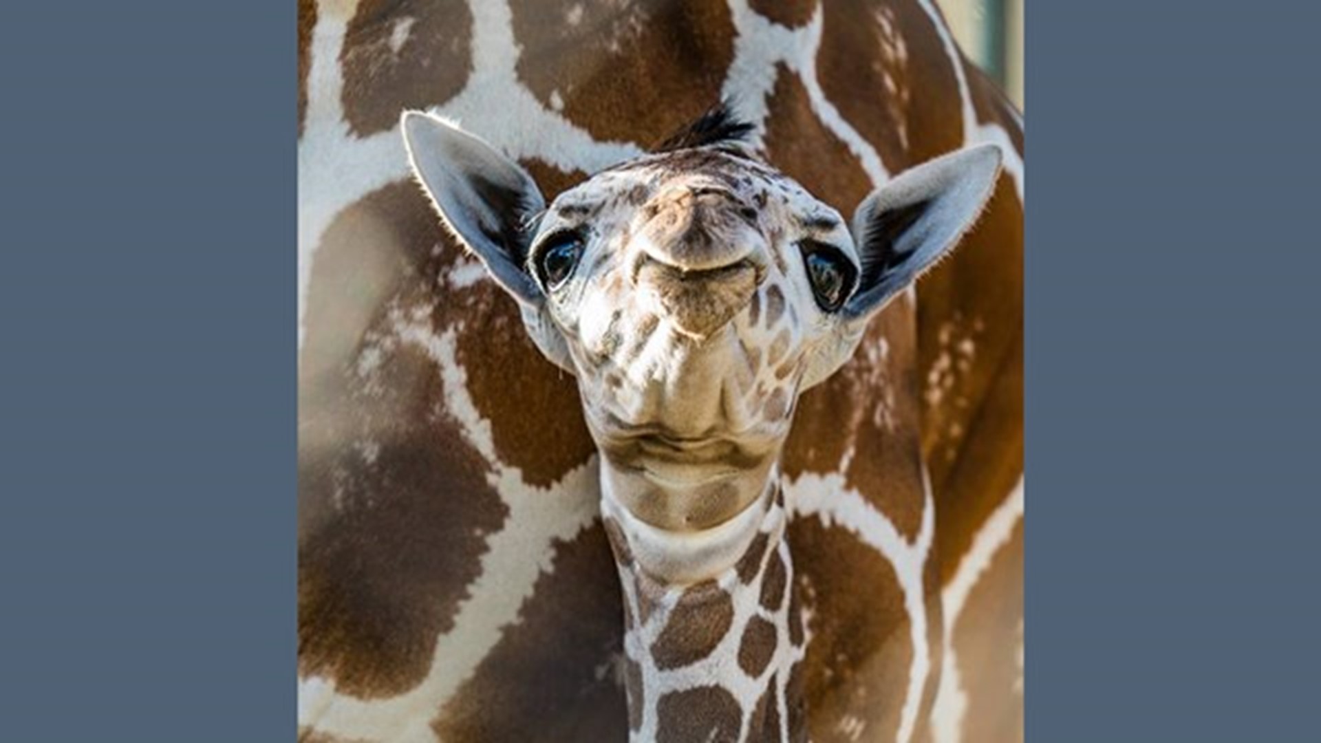 Rare 'talking' giraffe caught on camera at Texas zoo | 11alive.com