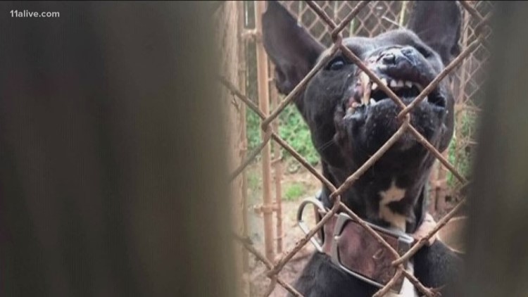 Gwinnett County dog breeder, kennel owner sentenced to five years in prison
