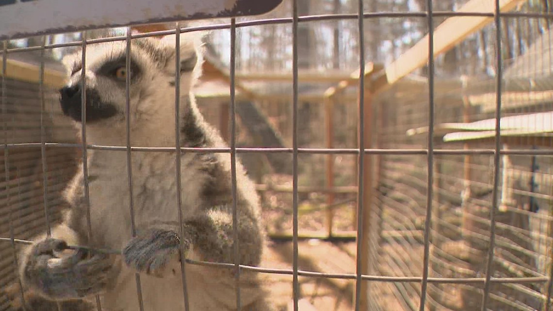 Toddler attacked by lemurs at Georgia petting zoo parents say