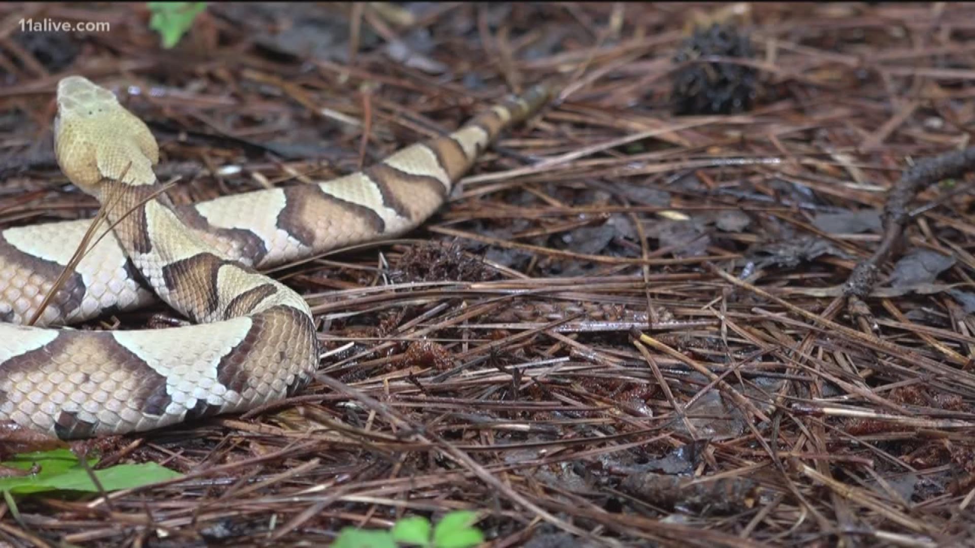 Copperheads are moving in Here's how to protect yourself