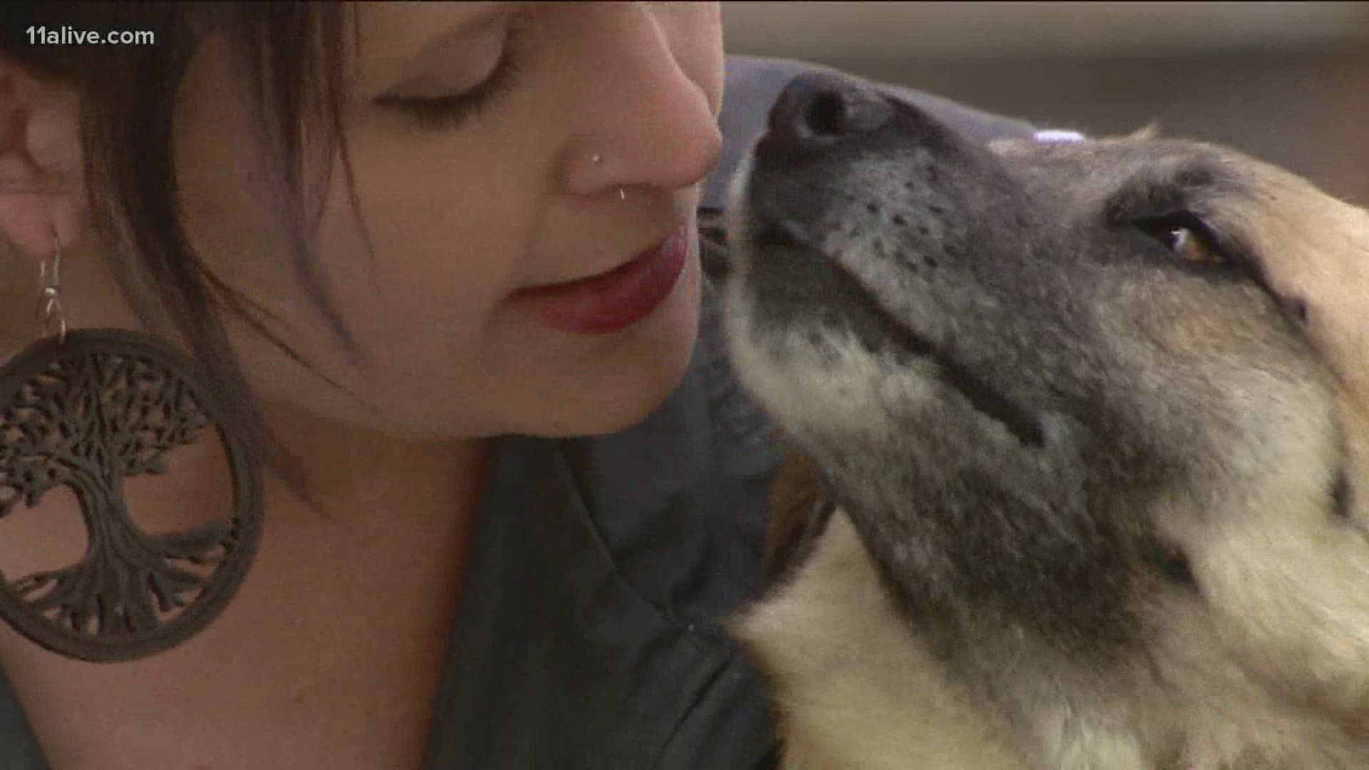 This is the incredible "real Homeward Bound" story of Zelda's journey home in Minnesota.