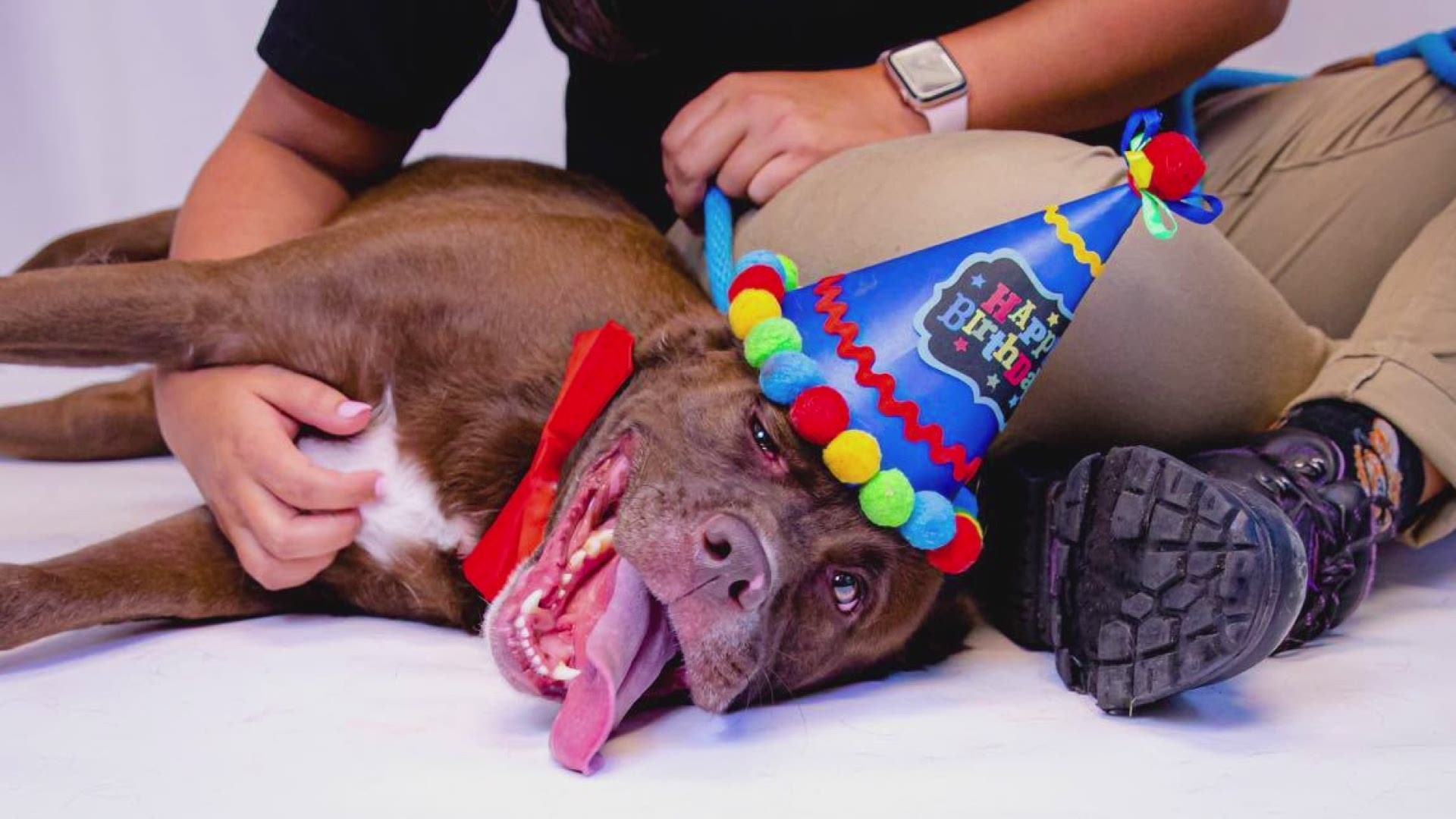 Shelter staff make the best of the situation by throwing the 2-year-old a party.