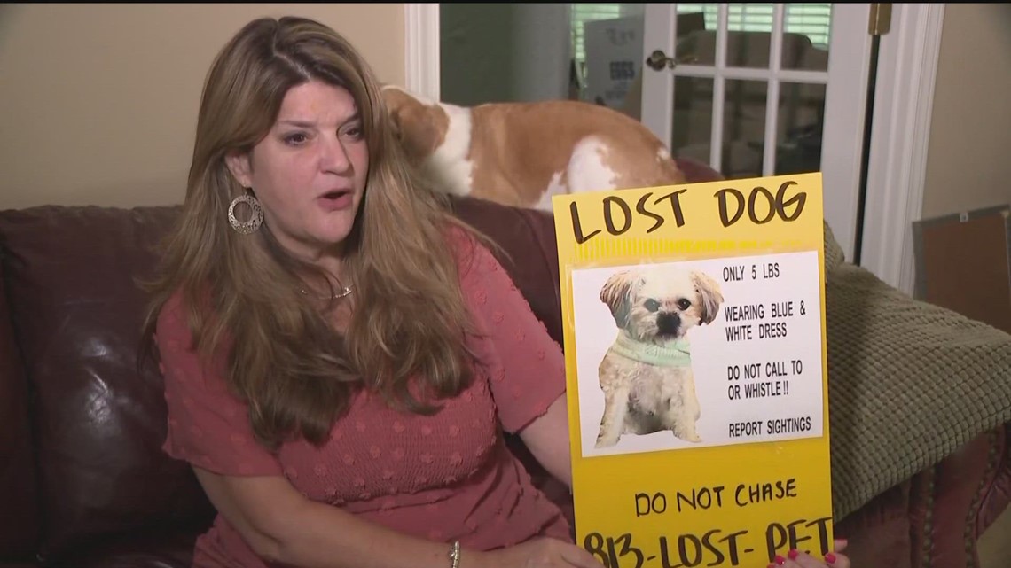 Scammers prey on pet owners looking for lost animals: 'I found your cat' 