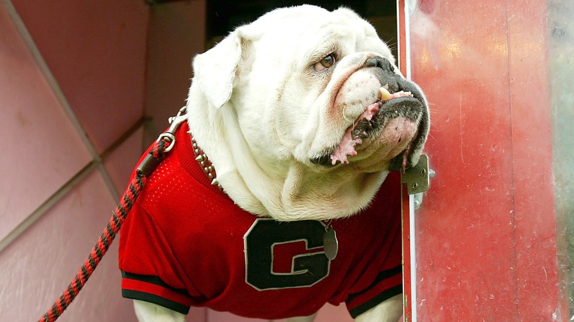 Uga the mascot won't be allowed on field for UGA football in 2020