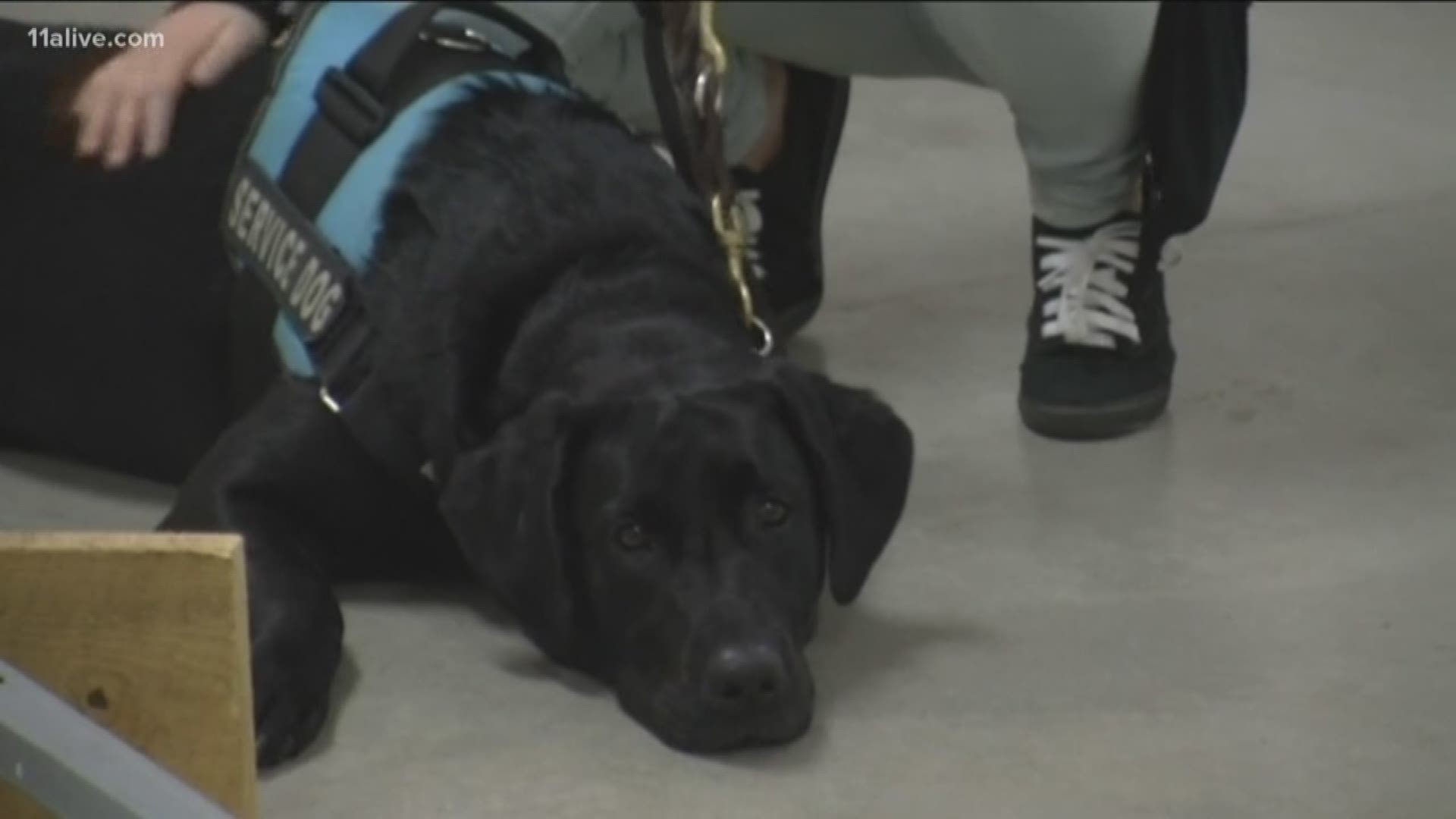 United Airlines adopts new rules for emotional support animals United Airlines adopts new rules for emotional support animals