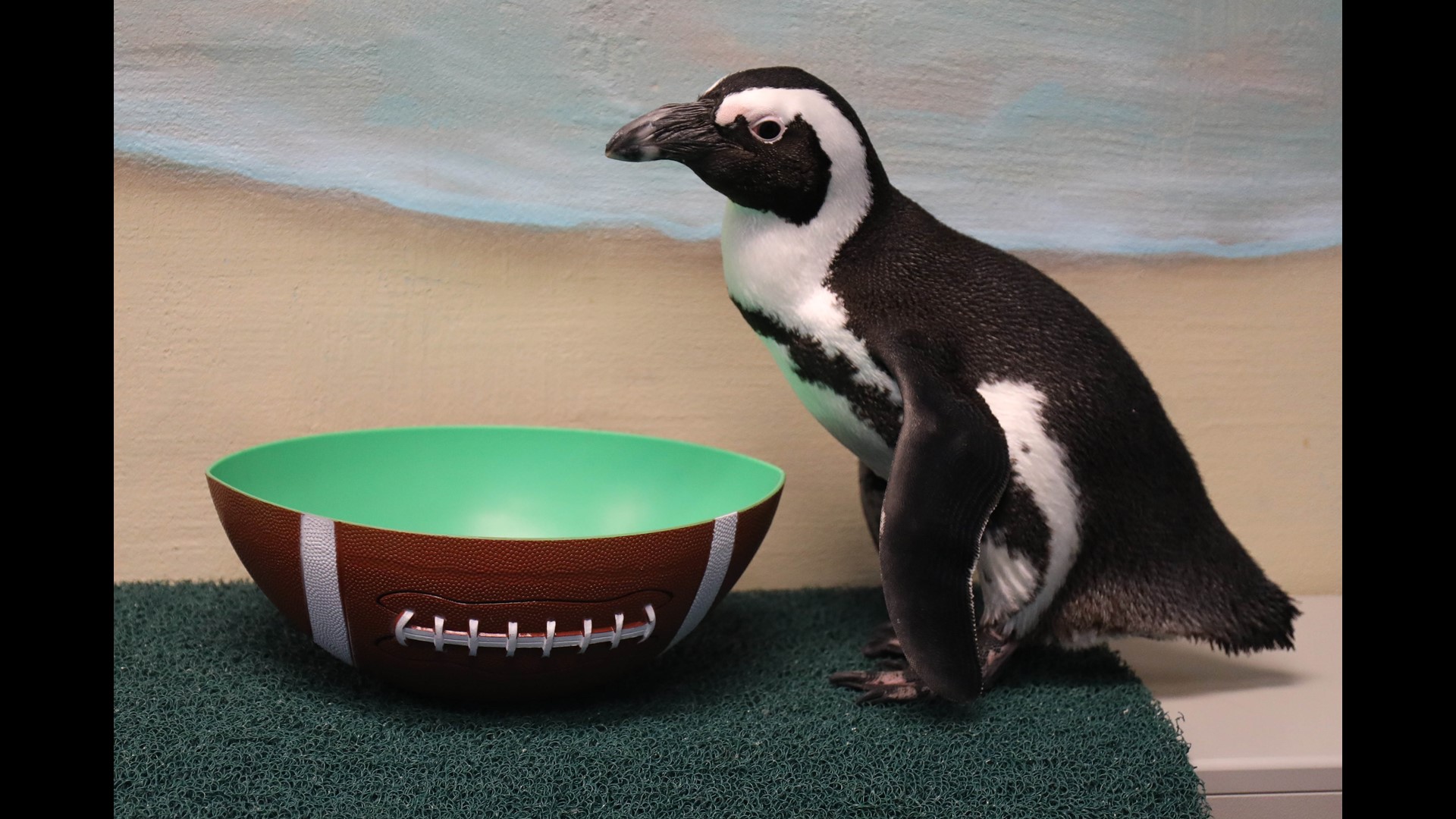 PHOTOS: Penguins, otters and seals get ready for big game | 11alive.com