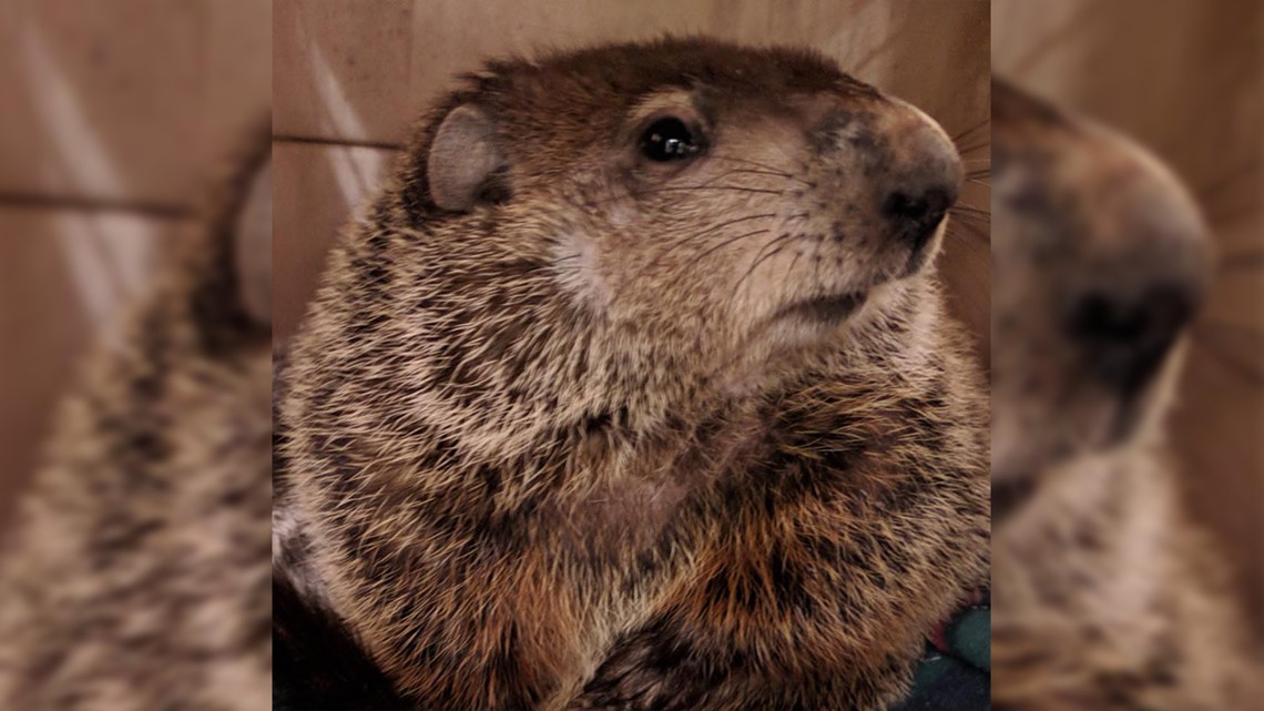 Groundhog General Beauregard Lee gets new home at nature center