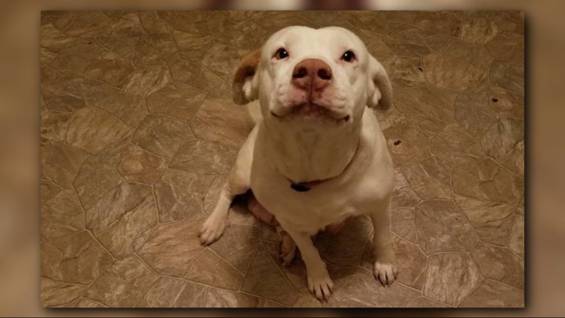 Rehabilitated and ready for adoption | Abused dog looking for a second ...