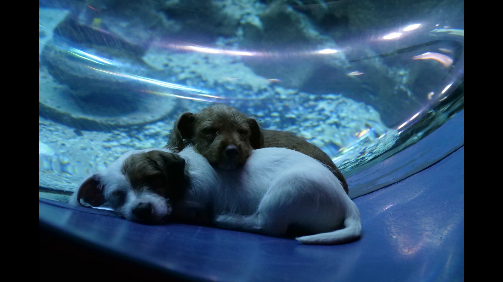 Adorable puppies in foster care explore closed Aquarium(02)