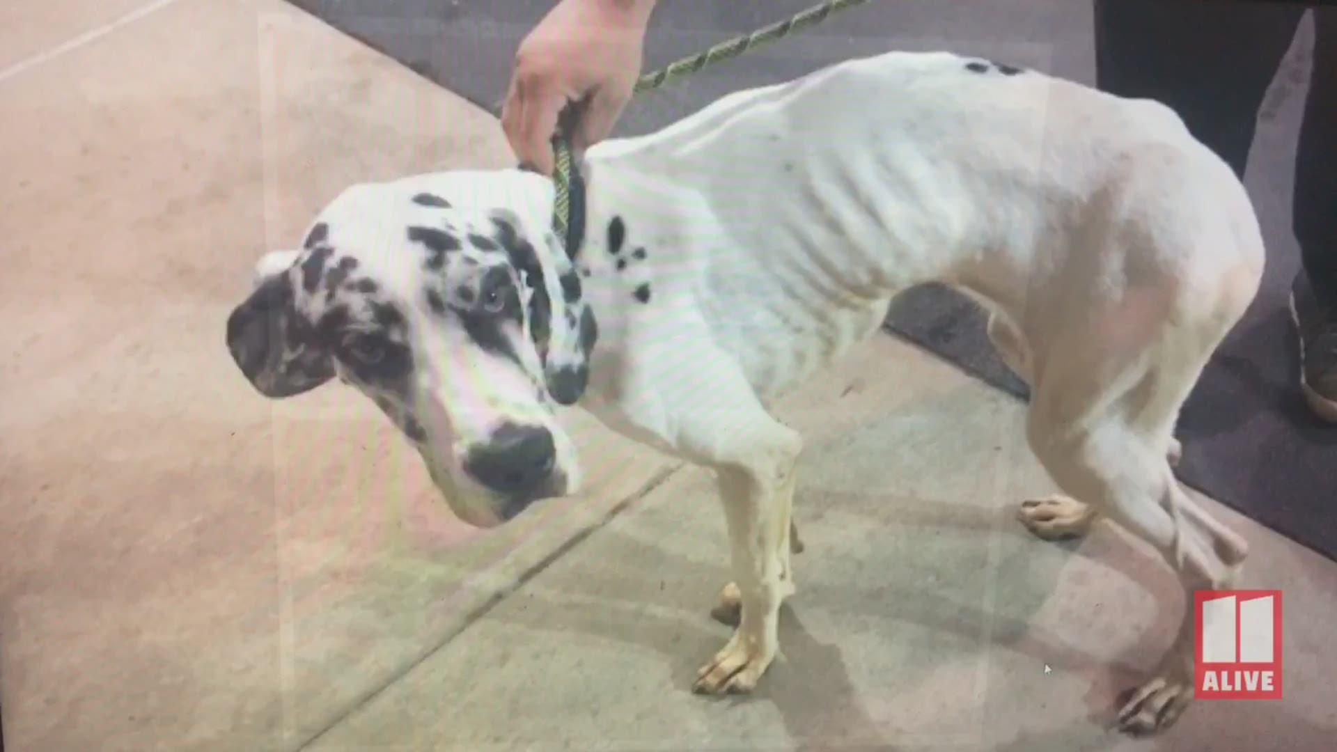 Duncan, a Great Dane, was sent to work with a trainer in Tennessee for 4 weeks and was returned emaciated, according to his owner. The trainer, Stephen Kinder, is now facing four counts of animal cruelty in Dalton.