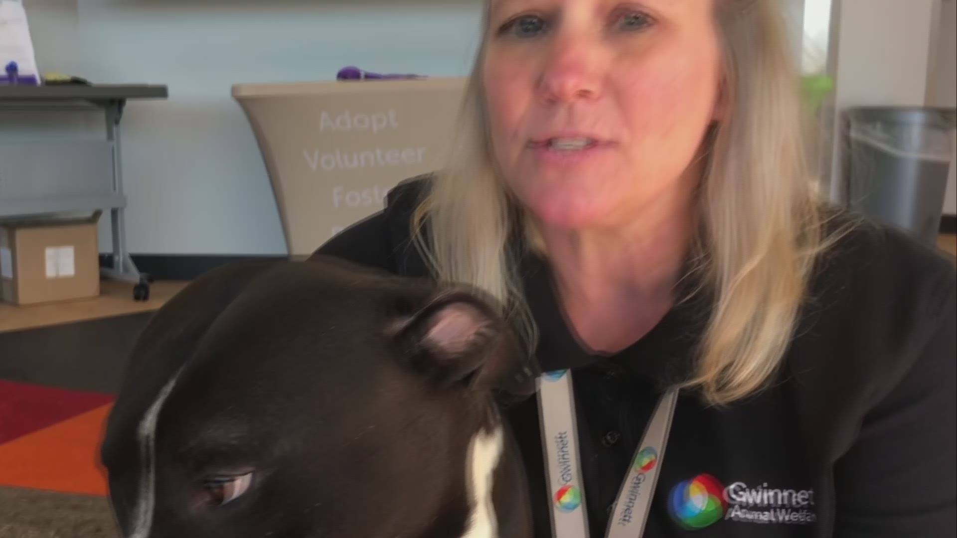 Video of Cooper: Gwinnett Animal Welfare's pet of the week