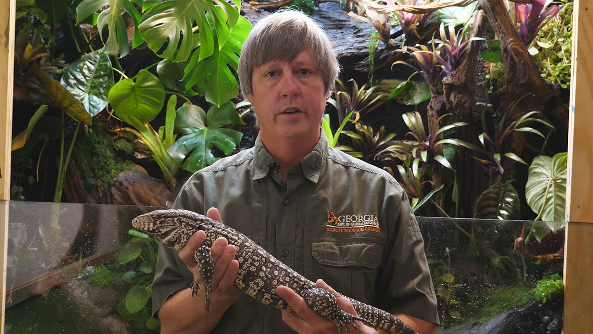The Argentine Black and White Tegu lizard is described by the reptile conservation group the Orianne Society as a 'voracious predator.' (Video: Georgia DNR)