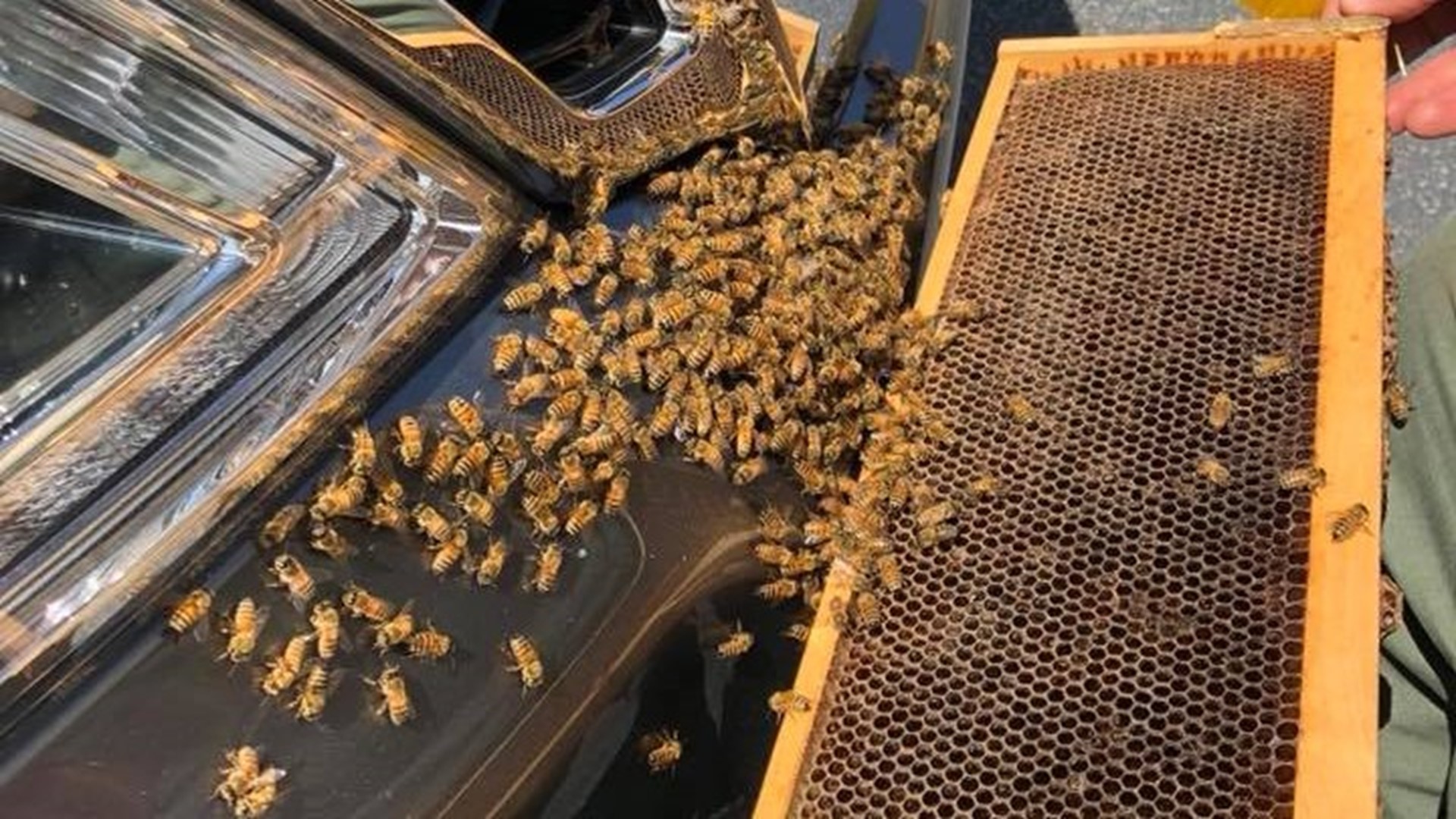 Coweta K-9 cops pivot to remove bee swarm on SUV | 11alive.com